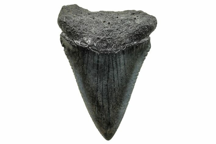 Fossil Great White Shark (Carcharodon) Tooth - South Carolina #270062